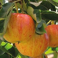 Thompson & Morgan - Árbol de fruta de manzana para jardín, pequeño ...