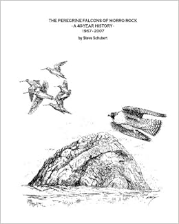 The Peregrine Falcons Of Morro Rock A 40 Year History