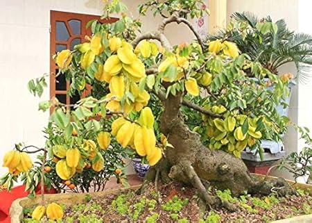 Green Paradise Star Fruit Live Plant Suitable For Bonsai