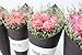 Merci Bliss Natural Dry Flower Arrangements Flowers for delivery Prime - Bouquet Girl Gifts - Home Decor Wall Art - Perfect for Birthday (Pink Rose & Misty)
