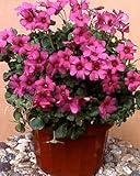 Oxalis Braziliensis, Bright Pink Shamrocks - 15 Bulbs 4+ cm