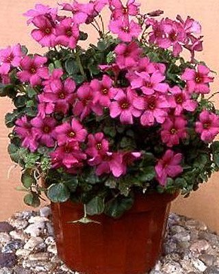 Oxalis Braziliensis, Bright Pink Shamrocks - 15 Bulbs 4+ cm Oxalis Braziliensis, Bright Pink Shamrocks - 15 Bulbs 4+ cm