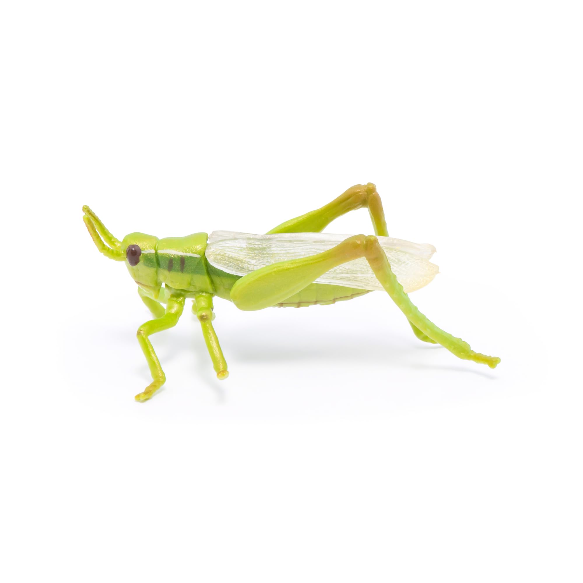 PAPO Grasshopper, 6.5 cm (L) x 4.9 cm (W) x 3 cm (H)