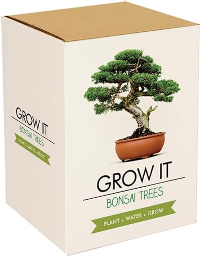 Gift Republic Bonsai Trees Brand New Decor Miniature Indoor Plants
