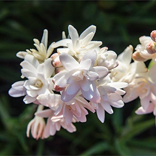 Mytree Rose Pink Tuberose Pink Sapphire, Double Form 1 Large Pink Tuberose Bulb - Luscious Fragrance and Flowers This Summer