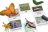 Montessori Butterfly Life Cycle Animal Match Cards and Figurines. Nomenclature Science Work Teaching