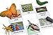 Montessori Butterfly Life Cycle Animal Match Cards and Figurines. Nomenclature Science Work Teaching