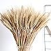 Wedding Decorations Dried Wheat Sheaves,100pcs Natural Wheat Bouquet Bunch Stalk Bundle,Bride and Groom Holding Flowers,DIY Home Kitchen Table Wedding Centerpieces (a)