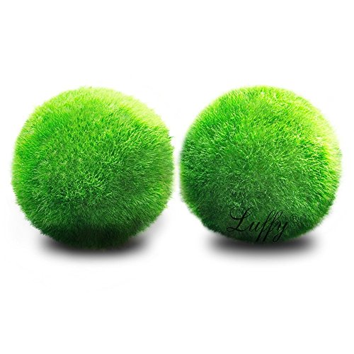 Luffy Guppy Moss Balls, 1.5 Inches, Vibrant Green Marimo Moss Balls, Beautiful and Low Maintenance Live Aquatic Plants, Ideal for Guppies, Mollies, and Swordtail Fish 2 Pack