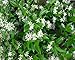 Jasmine Confederate -Favorite Intensely Fragrant Easy to Grow Vine Jasmine Starter Plants 6 Pack