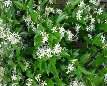 Jasmine Confederate -Favorite Intensely Fragrant Easy to Grow Vine Jasmine Starter Plants 6 Pack Jasmine Confederate -Favorite Intensely Fragrant Easy to Grow Vine Jasmine Starter Plants 6 Pack