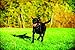 Chuckit! Dog Tennis Ball Dog Toy, Medium (2.5 Inch Diameter) for dogs 20-60 lbs, Pack of 2