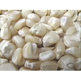 Hickory King White Dent Corn Seeds for Planting 50 Seeds. 1 Ounce of Seeds. Heirloom Non GMO Garden Vegetable Bulk Survival Wildlife Deer Foodplot