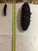Dried Wild Sea Cucumber,岩刺参,Holothuria Mammata, Grade AAAA (mix size) 1LB