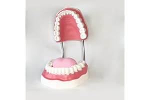 TDOU Dental Standard Six Times Teeth Model Dental Teaching Models Magnification Full Mouth Model Typodont Demonstration Denture Model for Kids, Dentist Students, Patient, Teaching, Studying, Displaying