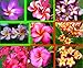 100 Fresh Seeds Plumeria Agave Rare Real Mix Set7 www