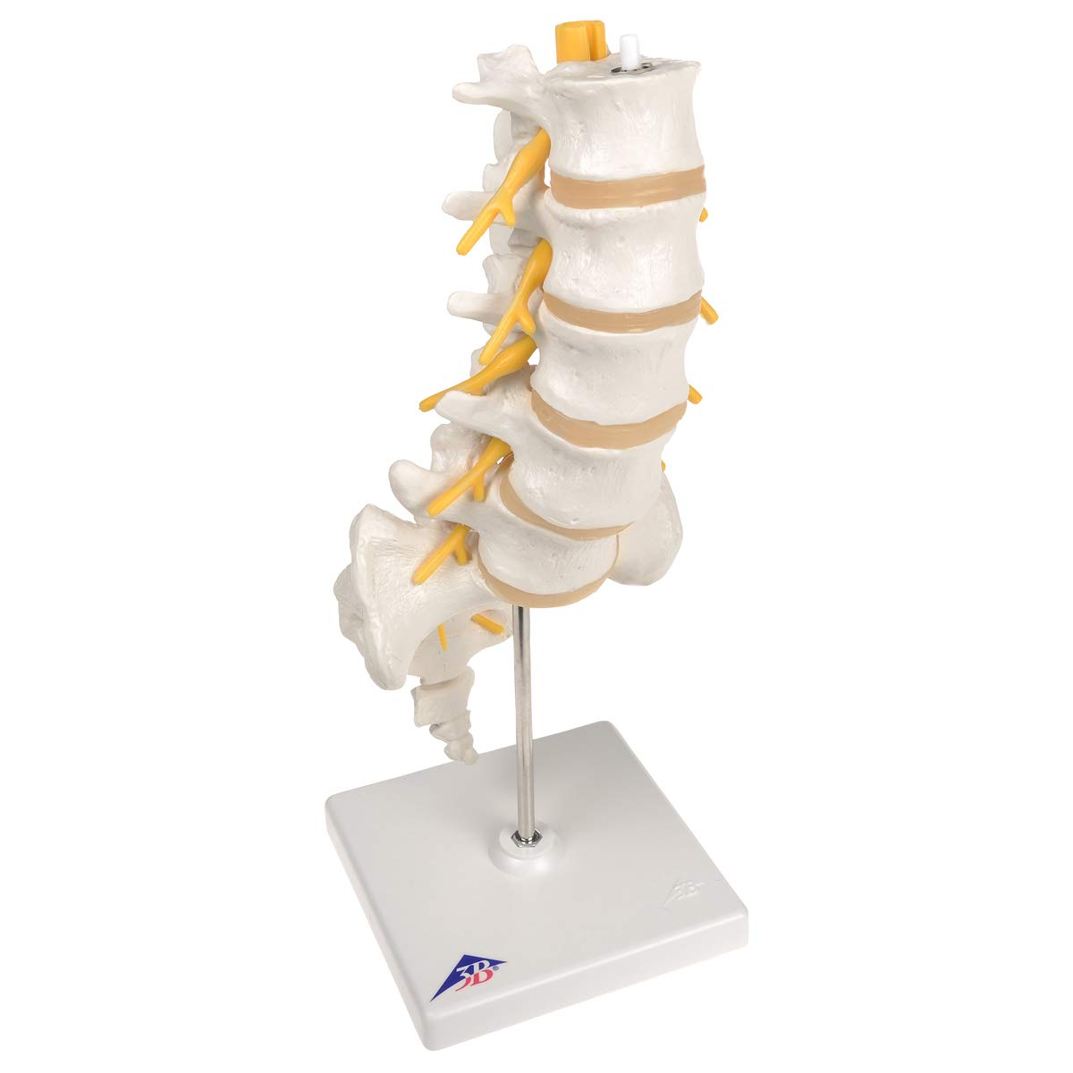 Modello dell' Osso sacro con coccige A70/6 a 37,94