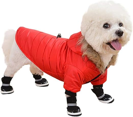 chihuahua motorcycle gear