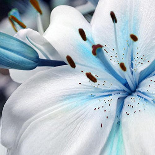 1 Bag Blue Heart Lily Plant Seeds, Fragrance Lily Flower Seeds Plant for Home Garden Potted Bonsai Planting Decor - Thumbnail 3