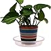 Cosmos 6 Pcs Clear Plastic Plant Pot Saucers for Flowers and Household Plants