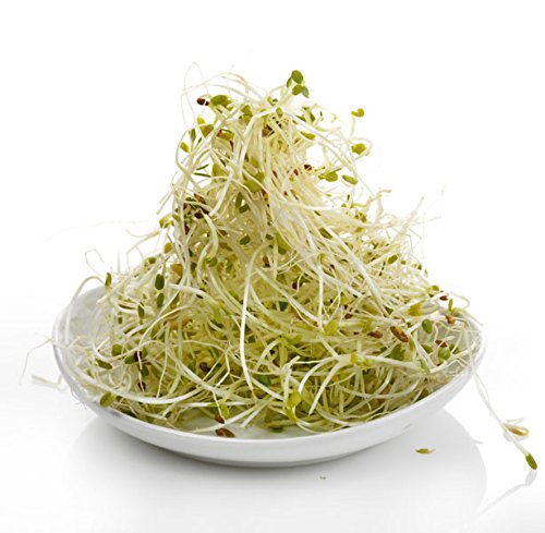 Alfalfa Sprouts - seeds