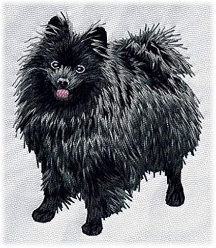 black german spitz dog