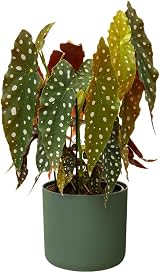 elho B.for Soft Round 14 Indoor Plant Pot 100% Recycled Plastic Ø13.8xH12.5 cm view 9