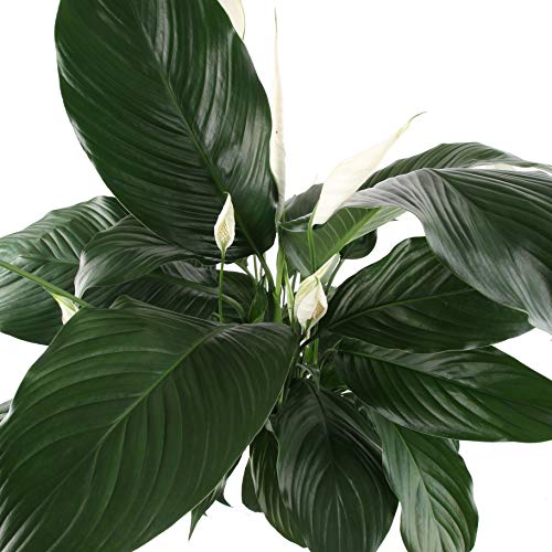 1 Costa+Farms+Spathiphyllum+Planter+Excellent