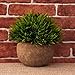 Artificial Plant for Home Decor Grass Lovely Fake Plants in Pot Decoration (Green)