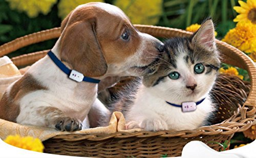GirafusÂ® Pro-track-tor Pet Safety Tracker RF Technology Dog and Cat Tracker Finder Locator Very Light &Small only 4.2gr-4 TAGS