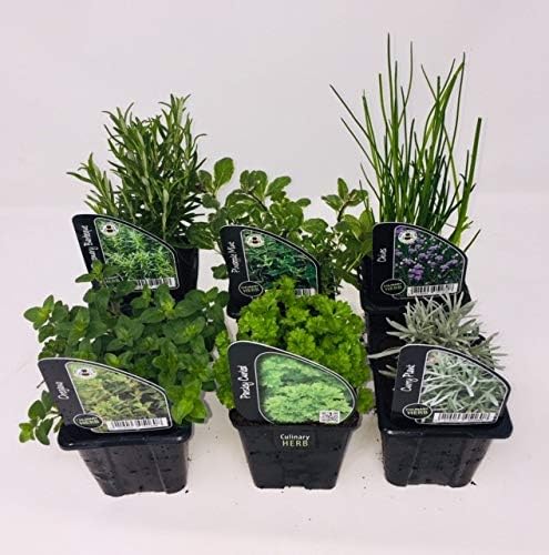 6 plantas de hierbas, incluyendo hierbas como romero, cilantro ...