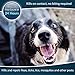 Flea And Tick Collar For Dogs | Prevents And Removes Fleas, Ticks, Lice And Mosquitos In 24 Hours | 8 Months Protection | 100% Natural Essential Oil Flea And Tick Prevention For Dogs