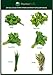 Cedar Planter Box - Complete Herb Garden Indoor Kit - Herb Growing Kit - Grow Cooking Herbs Basil, Chives, Thyme, Oregano, Parsley & Cilantro