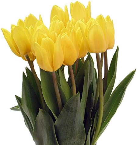 Stargazer Barn - Bright and Cheery Yellow Tulips with Unique Hobnail Style Glass Vase - Yellow Tulips - Sustainably Grown in California - Yellow Flowers - Birthday Gift - Thank You Gift - Home Décor