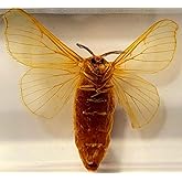 2.8" Real Silkworm Moth in Crystal Clear Lucite Resin Specimen Preserved Taxidermy Paperweight Crafts Collection for Biology Science Education & Desk Ornament Display Supplies