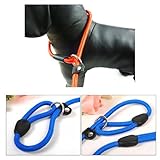 ChineOn Adjustable Nylon Dog Pet Rope Slip Training Leash Pet Collar Traction Rope(Blue)