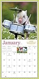 Image de Pocket Pigs Wall Calendar 2016: The Famous Teacup Pigs of Pennywell Farm