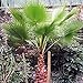 MEXICAN FAN PALM WASHINGTONIA ROBUSTA BULK 100 seeds