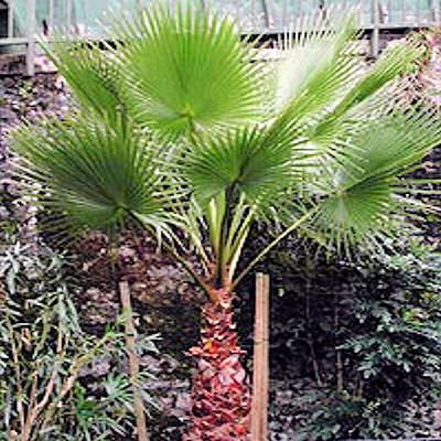 MEXICAN FAN PALM WASHINGTONIA ROBUSTA BULK 100 seeds MEXICAN FAN PALM WASHINGTONIA ROBUSTA BULK 100 seeds