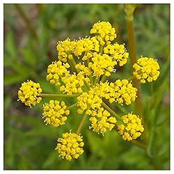 Everwilde Farms - 1 Lb Golden Alexanders Native