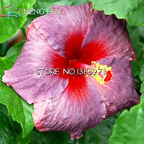 Amazon Co Jp 部屋の花鉢植えの植物のための販売の100pcsハイビスカス種子17kinds Hibiscus Rosa ススキの花の 種ハイビスカスの木の盆栽上 ホーム キッチン