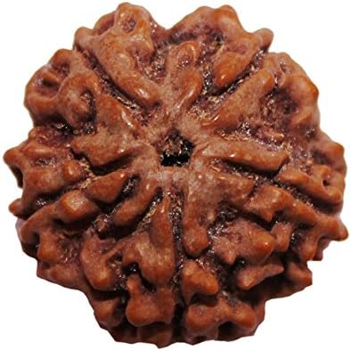ASTROGHAREZEEBAY 5 Mukhi Rudraksha (Five Faced Rudraksha)