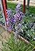 Findlavender - Lavender French Provence - Very Fragrant - 4