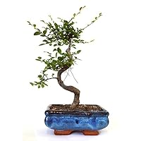 9GreenBox Chinese Elm Bonsai Tree