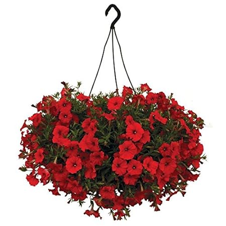 Creative Farmer Flower Seeds : Scarlet Red Petunia Seeds Plants Seeds Decorative Garden [Home Garden Seeds Eco Pack] Plant Seeds