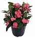 Pink Crown of Thorns Plant - Euphorbia - 6" Pot