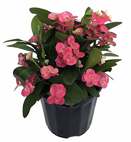 Pink Crown of Thorns Plant - Euphorbia - 6 Pink Crown of Thorns Plant - Euphorbia - 6