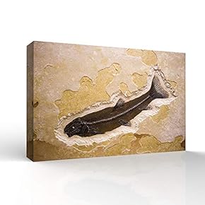 Vintage Animal Fish Fossil Living Room Poster