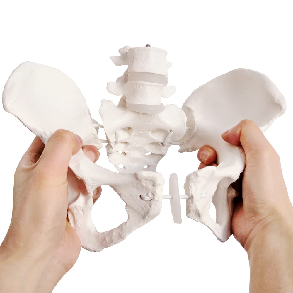 EVOTECH SCIENTIFIC Flexible Female Pelvis Model, Hip Model, Life Size, Female Pelvic Skeleton Model, Medical Quality, Anatomy for Science Classroom Study Display Teaching Medical Model