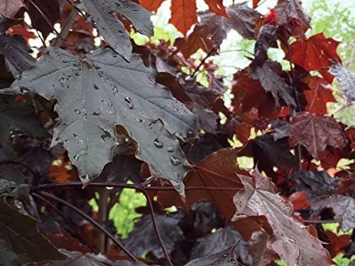 Acer Crimson King Maple Tree 6-7ft Supplied in a 10 Litre Pot